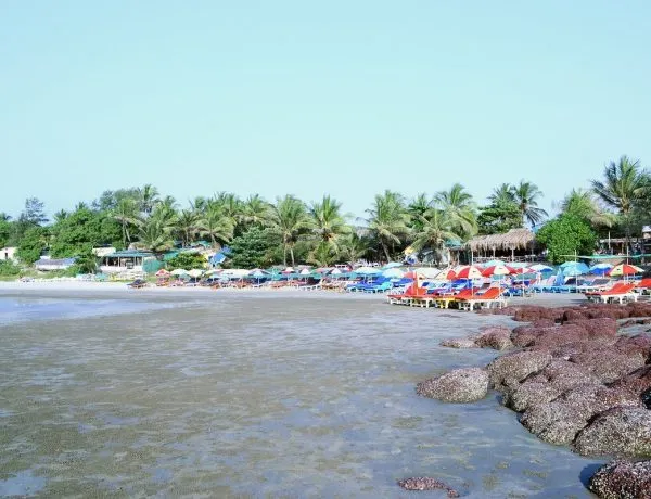 - New Year's Eve in Goa: How to Make the Most of the Celebration